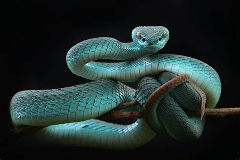 Download Pit Viper Snake Reptile Animal Viper Hd Wallpaper