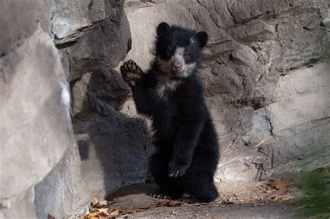 Two Andean Bear Cubs Emerge From Den And Make Public Debut At Queens