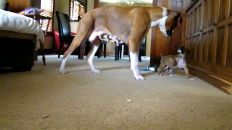 Boxer Puppy Playing Mom Dad And Dodger Youtube