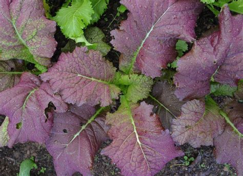 Musztardowiec jako alternatywa dla znanych warzyw liściowych