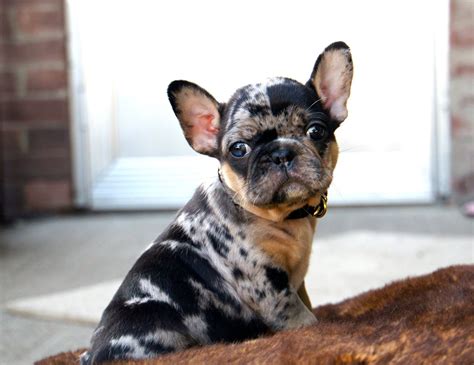 4 girls and a boy at 6+ weeks ship overnight to anywhere in the usa every breeding comes with a guarantee overnight shipping all breeding guaranteed. Tri Color French Bulldog Puppies for Sale - From the ...