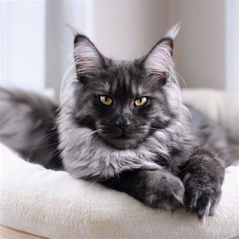 13 Ajo Maine Coon Kittens For Sale Nol Lima