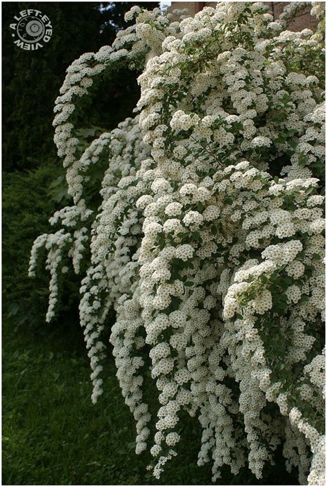 Deadhead) when their color starts to fade to encourage more flowers to grow. White Spirea (Wedding Veil) was in the front garden ...