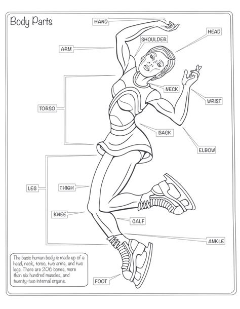 Human Body Coloring Pages For Kids