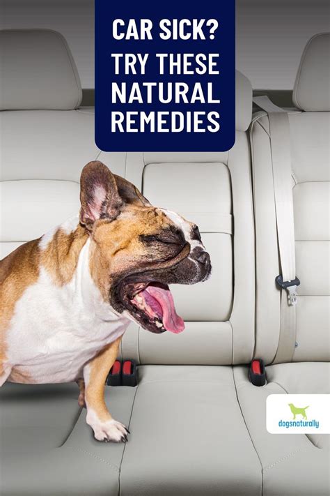 Dog Car Sickness Natural Remedies That Work In 2021 Car Sick Car