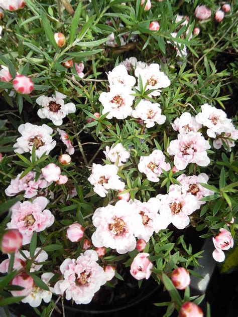 Leptospermum Scoparium Apple Blossom Agm