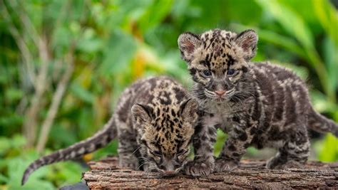 Pittsburgh Zoo Announces Names Of Clouded Leopard Cubs