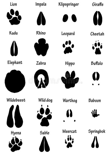 Auf hinweise achten, um tierspuren einzuordnen. Afrikanische Tierspuren stock abbildung. Illustration von ...