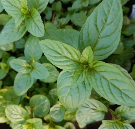 Herb Mint Black Mitcham M Piperita Forma Rubescens Farmyard Nurseries