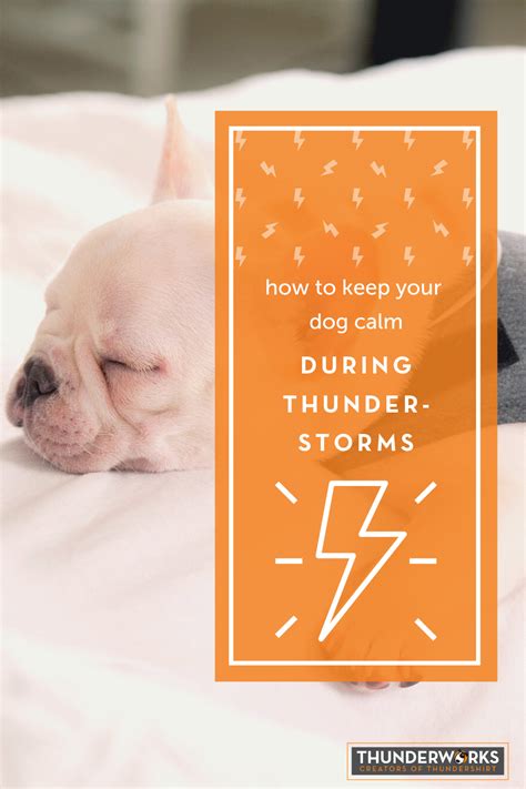 Help Your Dog Stay Calm During Thunderstorms In 2021 Calm Dogs Your