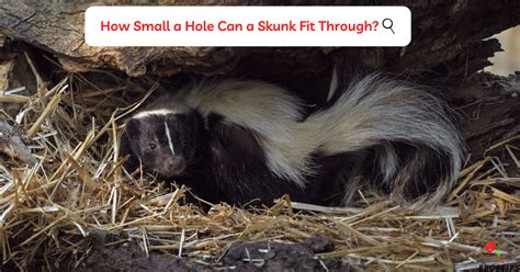 Skunk Holes | The Comprehensive Guide - BugsTips