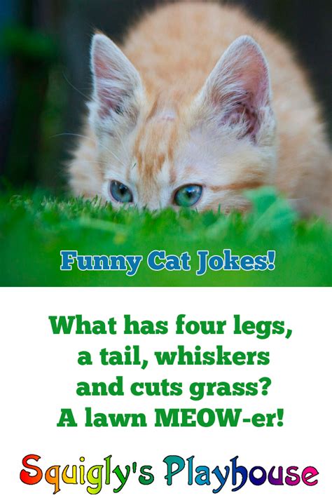 Funny Cat Jokes For Kids Cat Mania