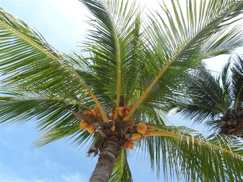 Бесплатное изображение Кокос лето природа дерево Пальма рай небо