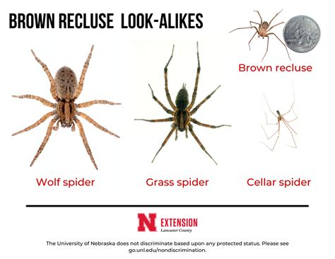 Brown Recluse Spiders Vs Wolf Spider