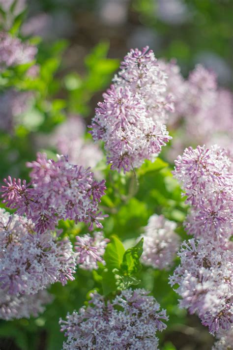 The miss kim lilac prefers full sun to thrive and requires little maintenance beyond regular watering and annual pruning. LILAC MISS KIM For Sale in Boulder Colorado