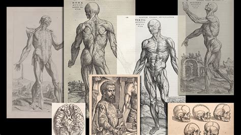 The Illustrated Human The Impact Of Andreas Vesalius Second Lecture