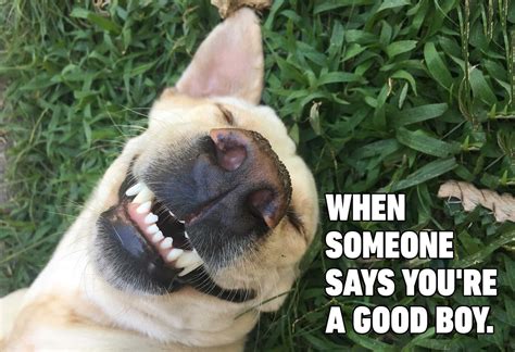 Grinning Dog Meme