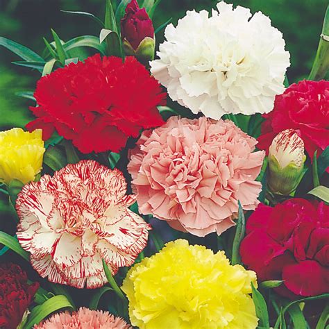 Carnation Seeds Chabaud Giant Mix Suttons