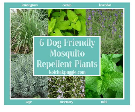 Dog Friendly Decks: Natural, Dog Safe Mosquito Control - Kol's Notes