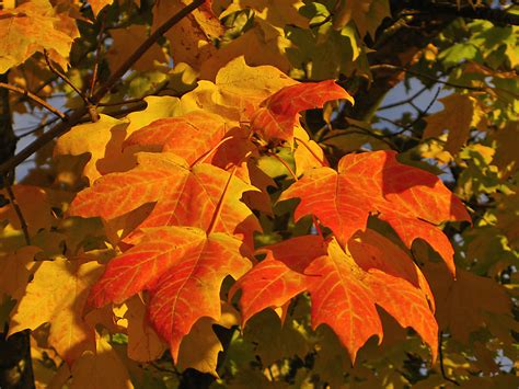 Fall Leaves Trees Picture Gallery