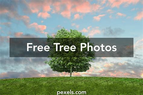 Tree Images · Pexels · Free Stock Photos