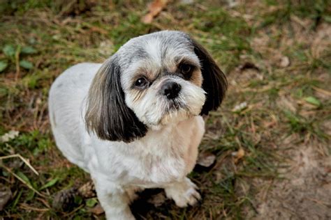 10 Best Shih Tzu Haircuts Styles In 2023 Your Dog Will Love These Pet