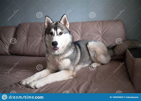 Ferienwohnungen und häuser wo ferien mit hunden erlaubt sind. Sibirischer Husky-Welpe Im Wohnzimmer Auf Dem Sofa Hund Im ...