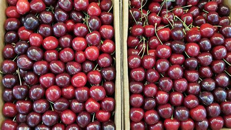 Your Guide To Yummy Sweet Cherries Dried Cherries Fruit Sweet Cherries