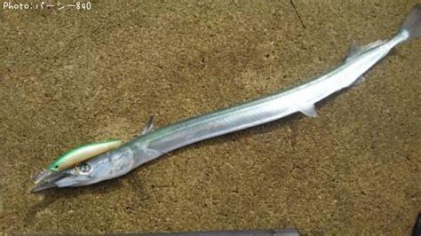 ダツ70cmを釣った宮城県の海ポイントの場所とルアーを公開2020年6月21日7時 即戦力釣り情報