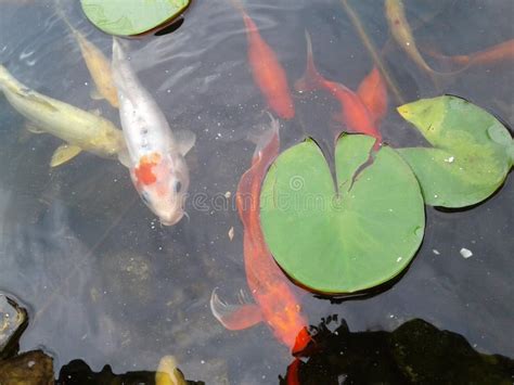 Koi Fish Pond Lily Pads Stock Photo Image Of Pond Fish 117259076