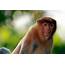 Proboscis Monkey Close Up 1 – Chris Hill Wildlife Photography