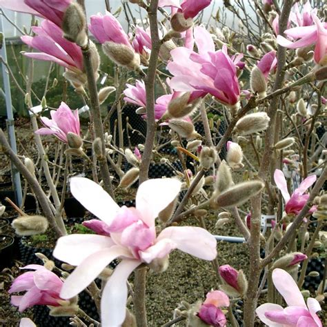 Magnolia X Loebneri Leonard Messel Buy Lilac Magnolia Trees
