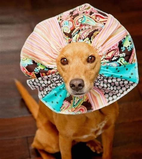 Apr 21, 2020 · diy dog toy safety note: Best DIY Dog Cone Ideas - WhiteOut Press