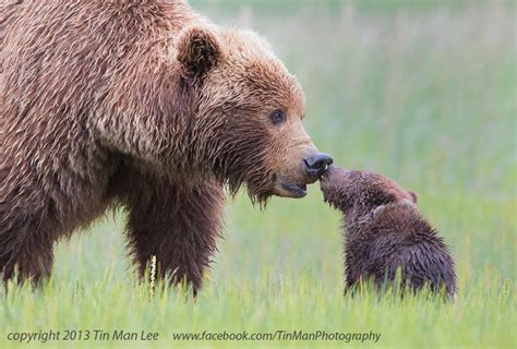 These 25 Amazing Photos Of Animals With Their Parents Will