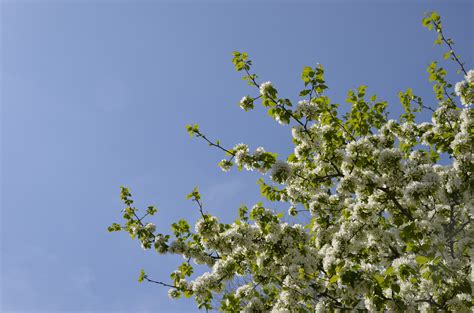 Free Images Branch Blossom Plant Sky White Leaf Flower Bloom