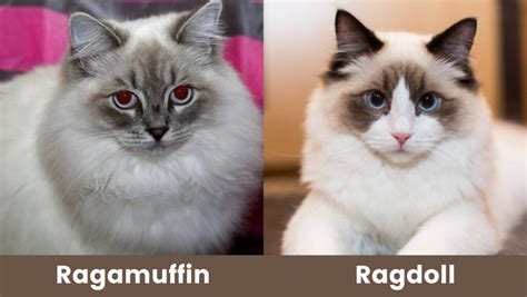 Ragamuffin Or Ragdoll Which One Is The Best Pet For You Cat Queries