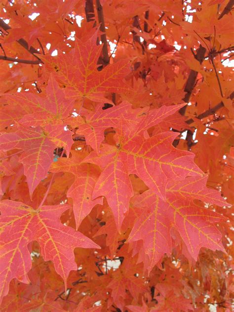 The Best Trees For Fall Color Dyck Arboretum