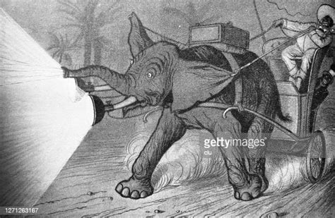 Elephant Tusk Drawing Photos And Premium High Res Pictures Getty Images