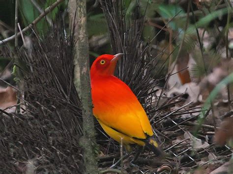 Flame Bowerbird One Of Most Brilliantly Coloured Bowerbirds