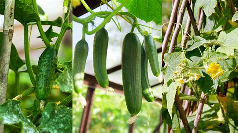 How To Grow Cucumbers Vertically Simple Methods To Try