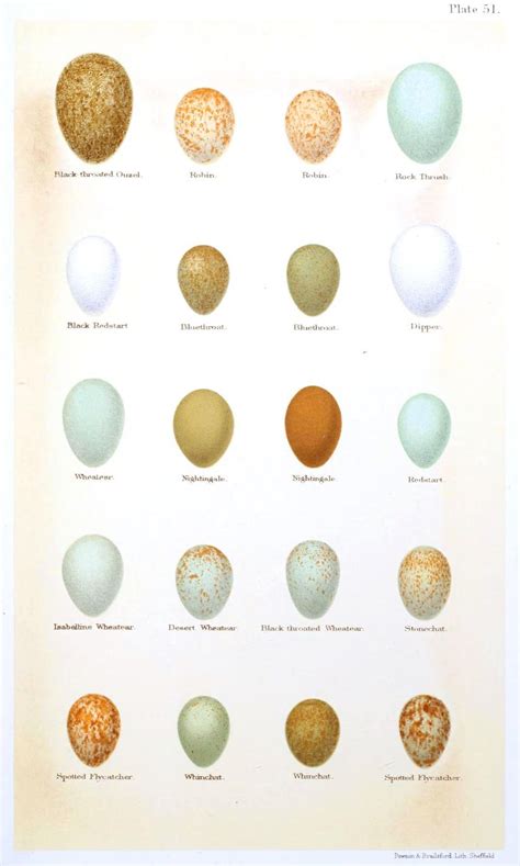 Bird Eggs Identification Chart
