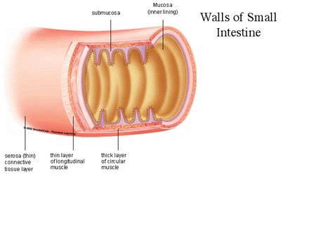 Describe The Inner Lining Of The Small Intestine