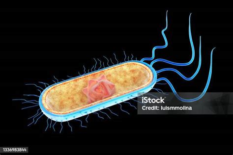Structure Of Escherichia Coli Stock Photo Download Image Now E