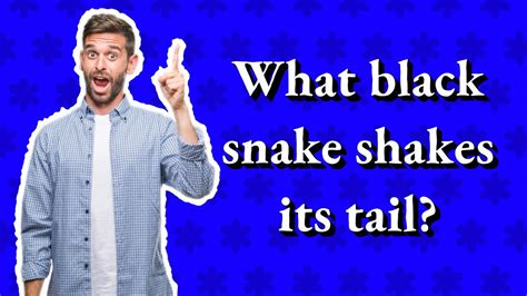 What Black Snake Shakes Its Tail Youtube