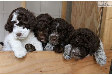 Learn about your this breed of dog with our extensive breed profile. Anna: Lagotto Romagnolo puppy for sale near Nanaimo ...