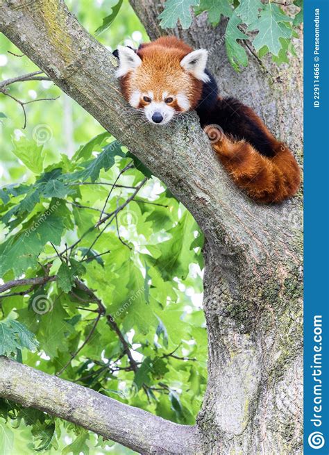 Red Panda Ailurus Fulgens Portrait Cute Animal Resting Lazy On A