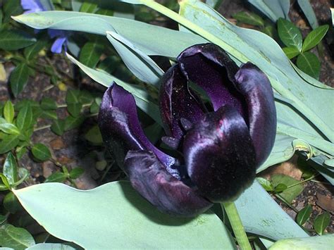 Black Tulip Flowers Careers Perennial Tulips Lasting Beauty In Your