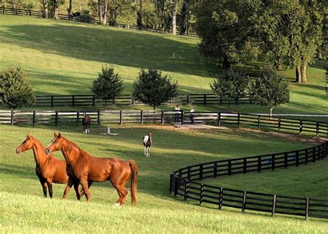Image 119307897 By Tom Briggs Kentucky Horse Farms Dream Horse Barns
