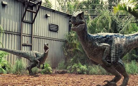 Jurassic World Fallen Kingdom Blue Velociraptor Hd Wallpaper Pxfuel