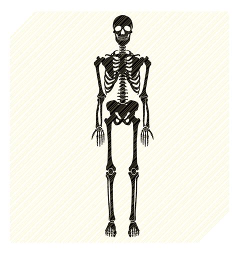 Human Skeleton Svg Skeleton Svg Skeleton Parts Skeleton Etsy